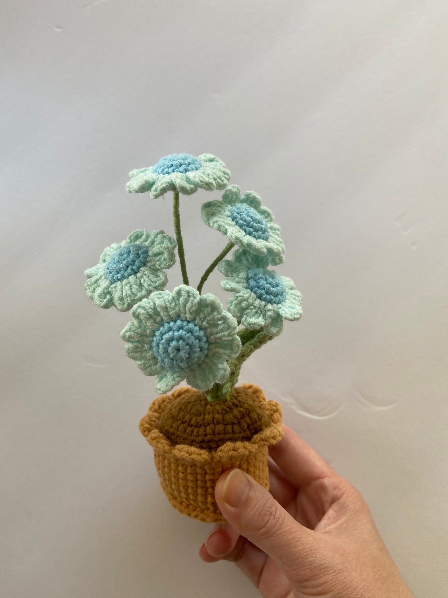 Potted Plant - daisy
