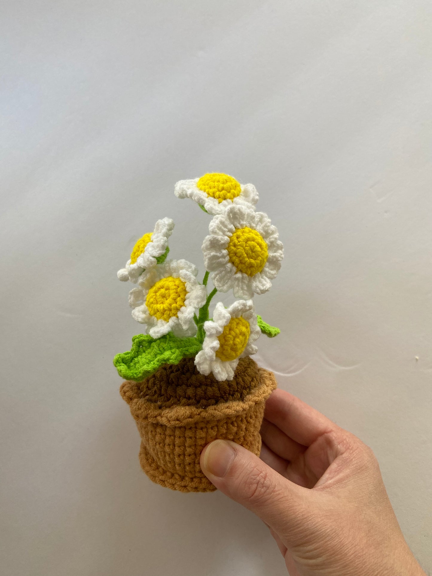 Potted Plant - daisy