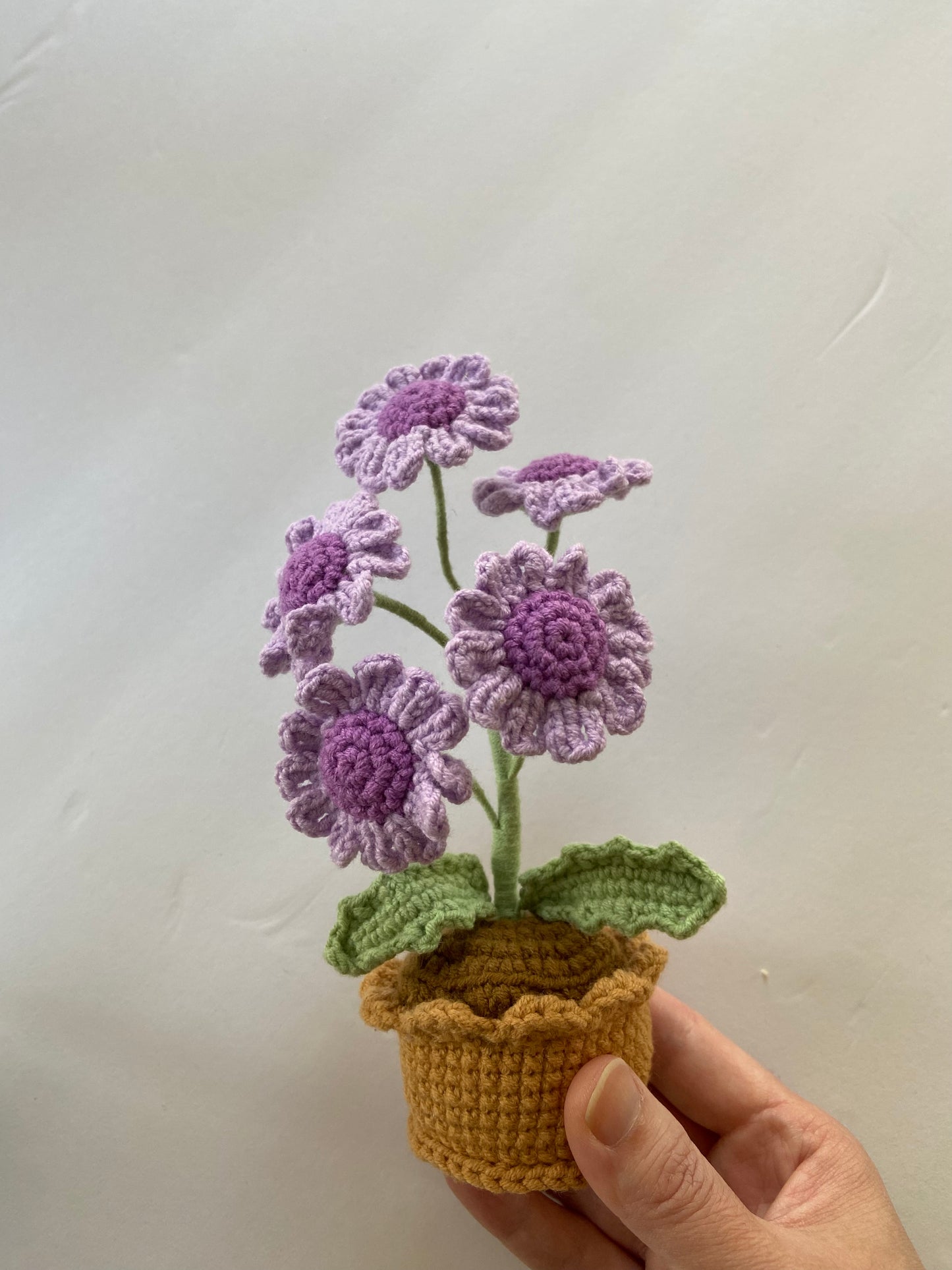 Potted Plant - daisy