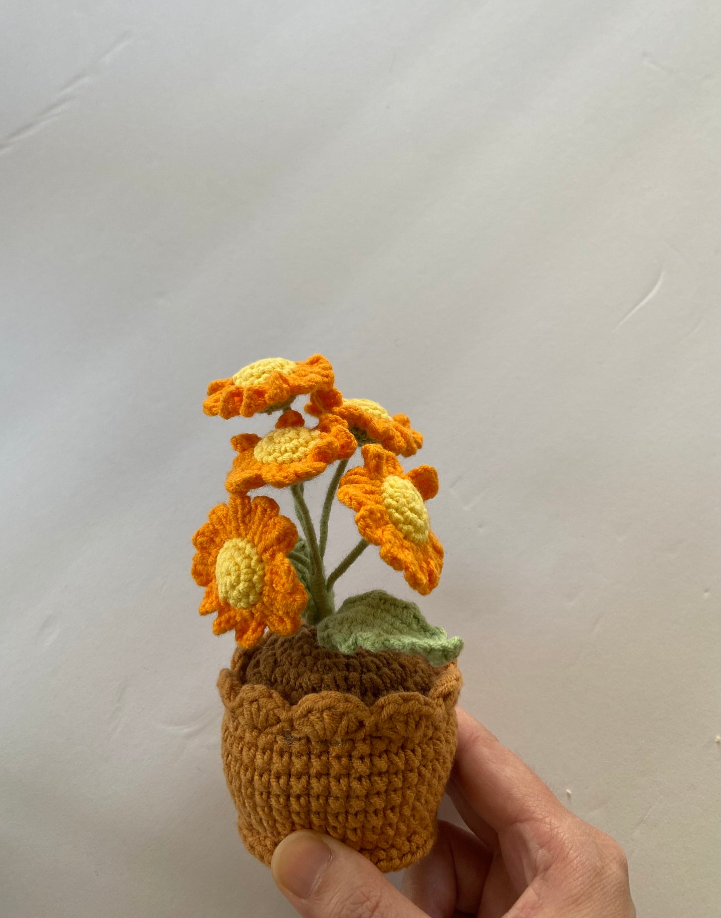 Potted Plant - daisy