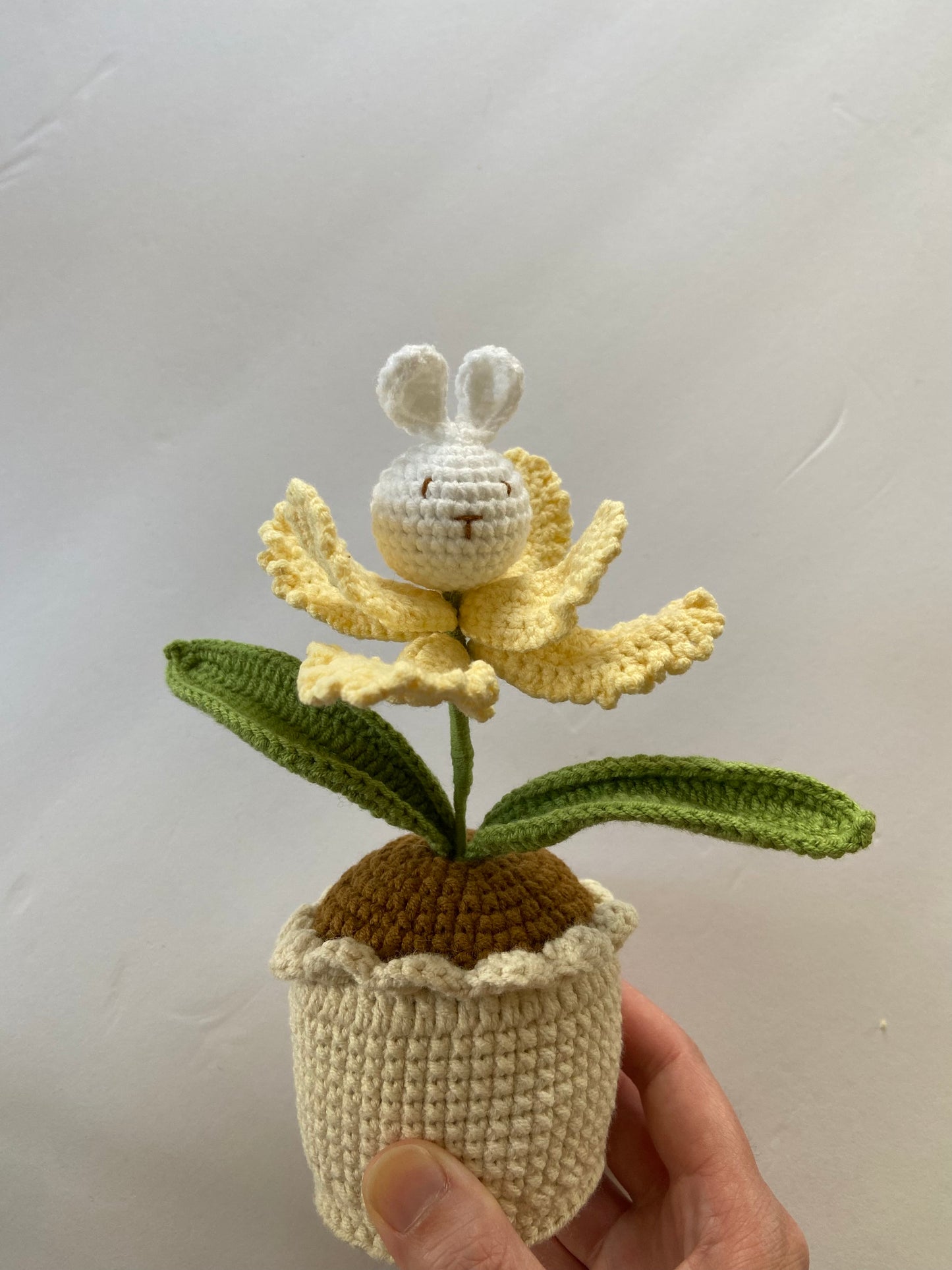 Potted Bunny Plant