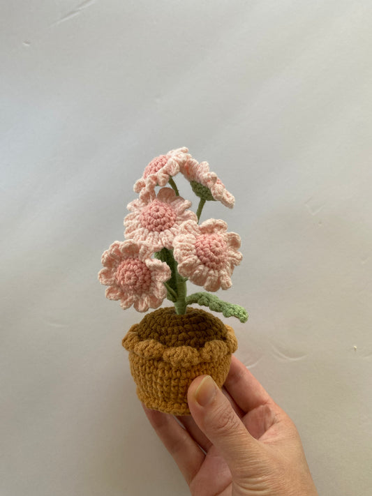 Potted Plant - daisy